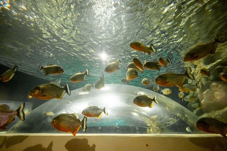 Copacabana: Redeemer View and Comfort for 3