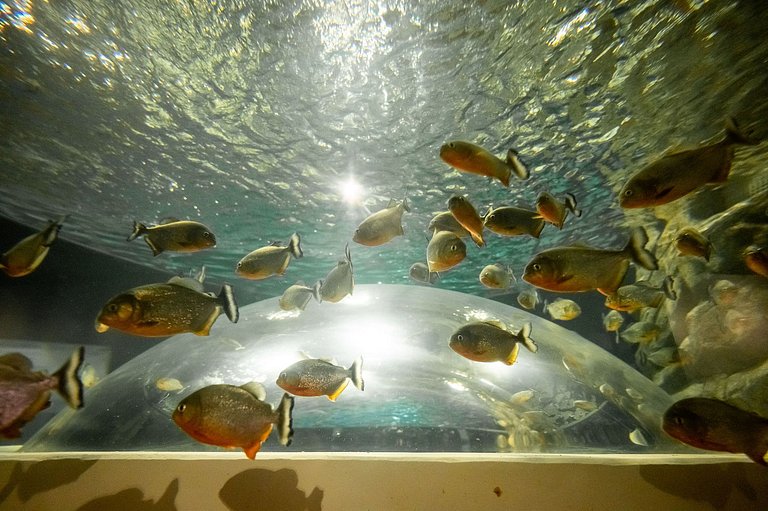 Copacabana: Pet-Friendly, Close to Subway