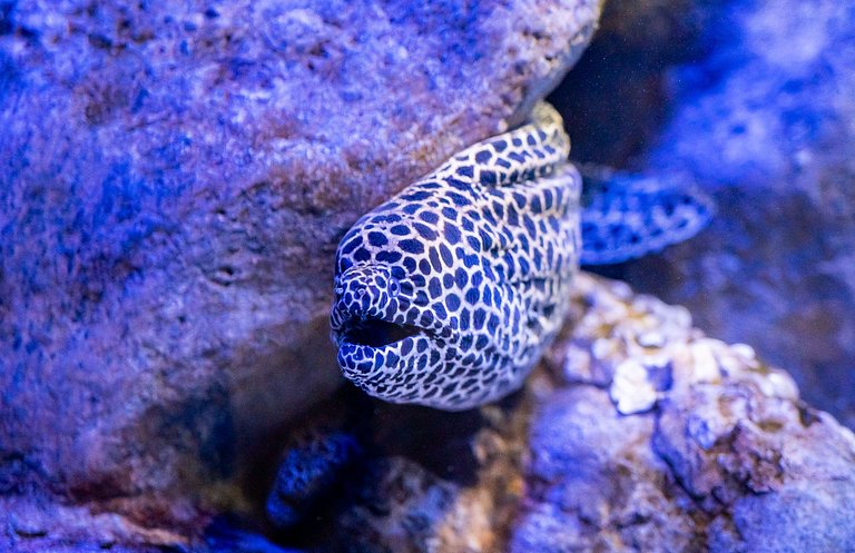 Copacabana: Playa y Comodidad | Hasta 4 personas