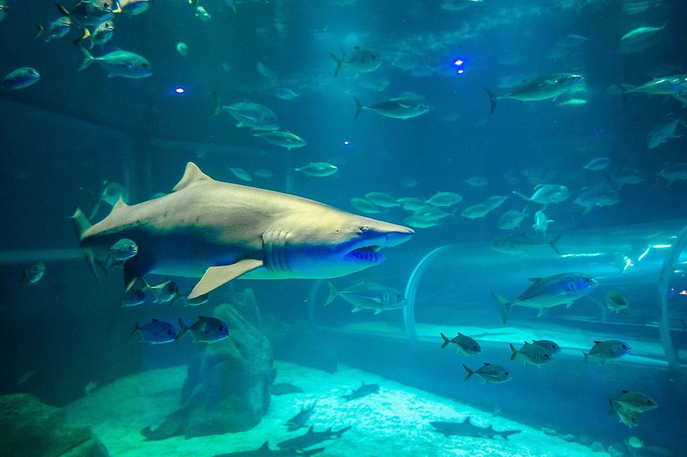 Cosme Velho: Lujo con Piscina para 8 Personas