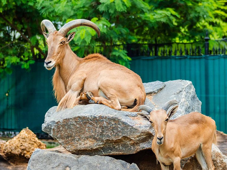 Design, Coziness and 4 guests at Leblon